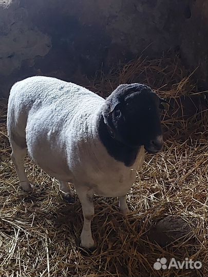 Баран Дорпер