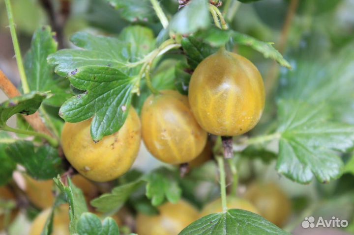 Саженцы. Многолетние, плодово-ягодные культуры