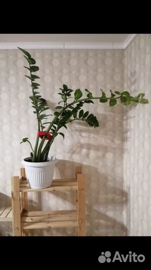 Замиокулькас