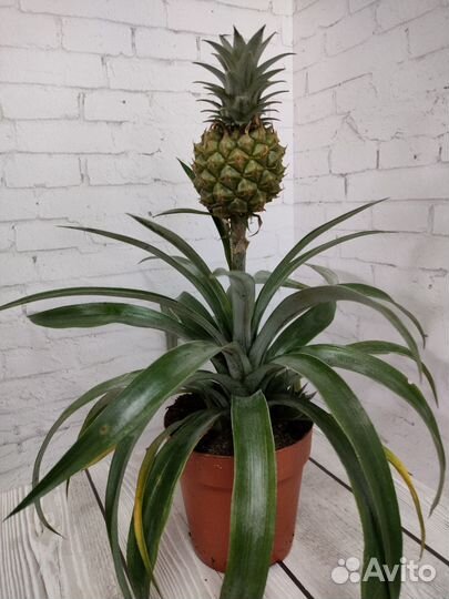 Ананас