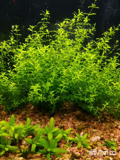 Аквариумные растения