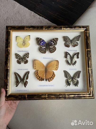 Бабочки в рамках