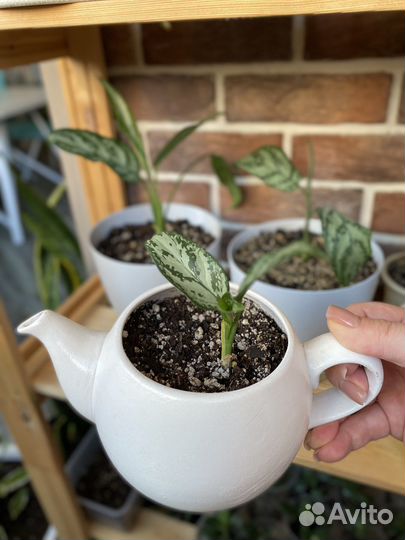 Аглаонема сильвер квин