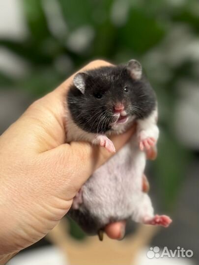 Хомячки сирийские выставочные