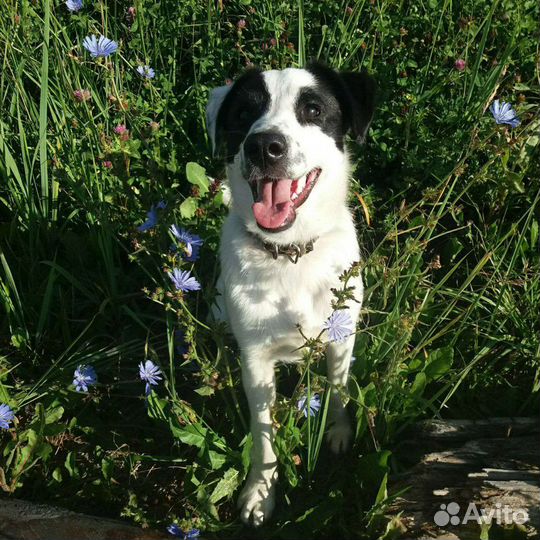 Жуля ищет дом