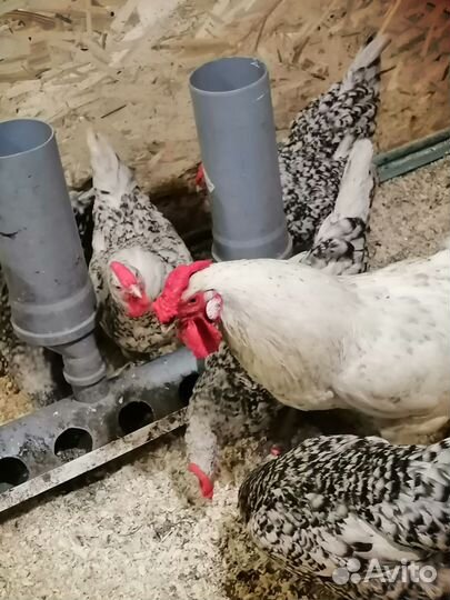 Инкубационное яйцо Пушкинских