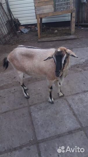 Коза породистая