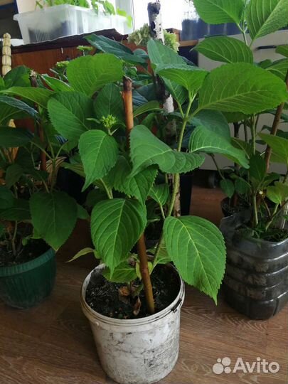 Садовые кусты, деревья