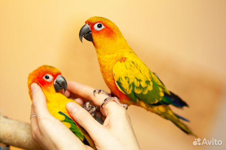 Солнечный аратинга птенцы выкормыши