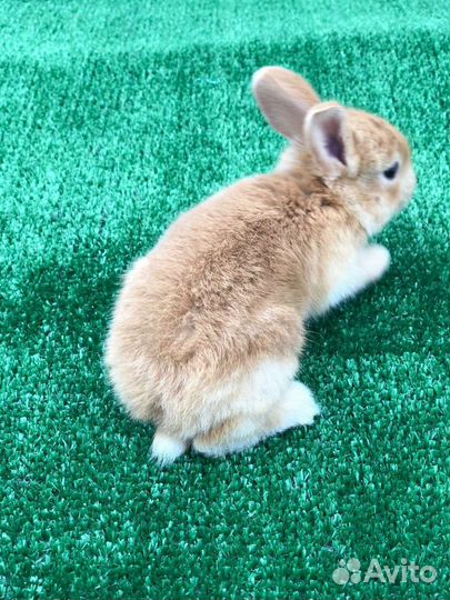 Кролики мясистая порода