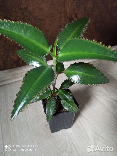 Каланхоэ лечебное