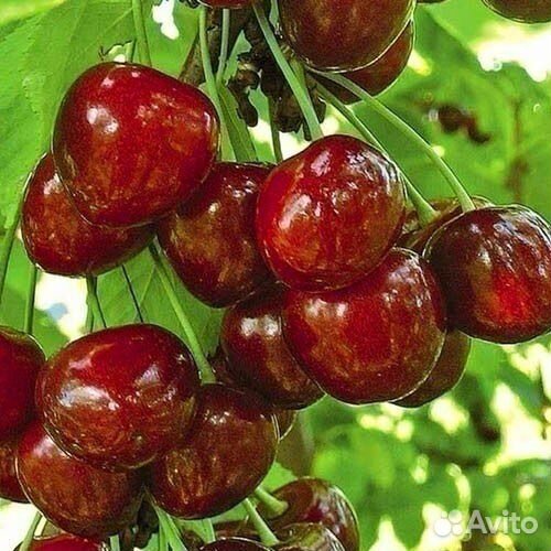 Саженцы черешни Бигарро Бурлат