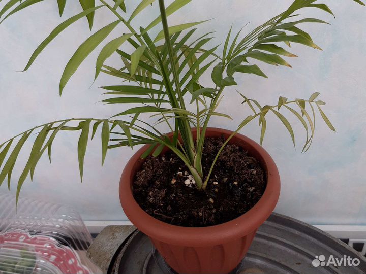 Комнатные цветы