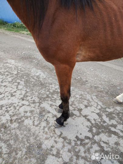 Конь Жеребец Лошадь