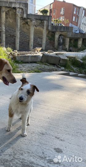 Собака в добрые руки (фокстерьер)