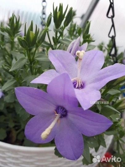 Кампанула жених