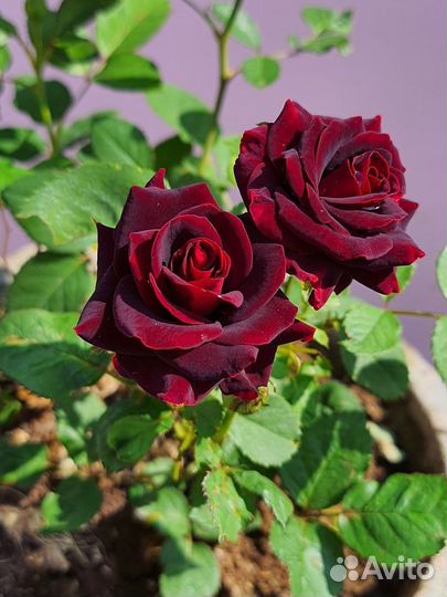 Саженцы роз