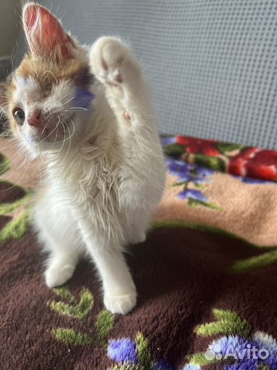 Котята в добрые руки бесплатно