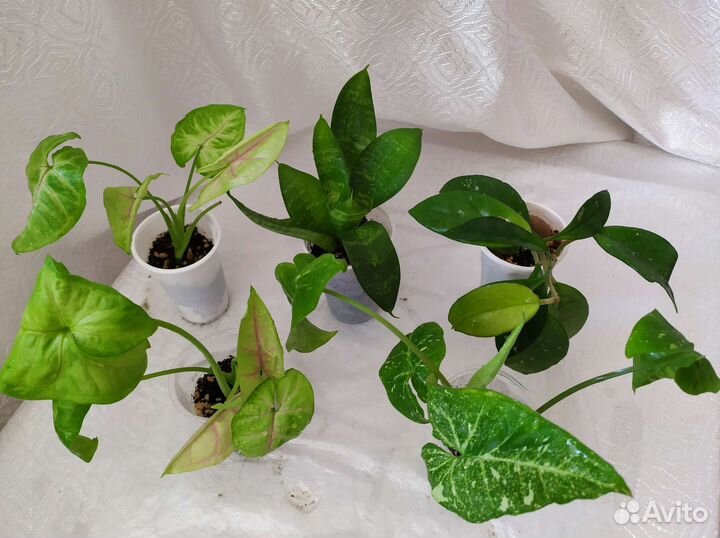 Сингониум Филодендрон