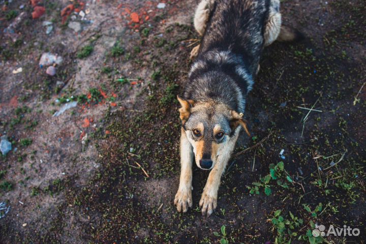 Собака в добрые руки
