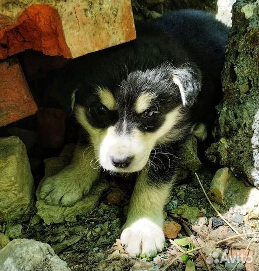 Щенки в дар