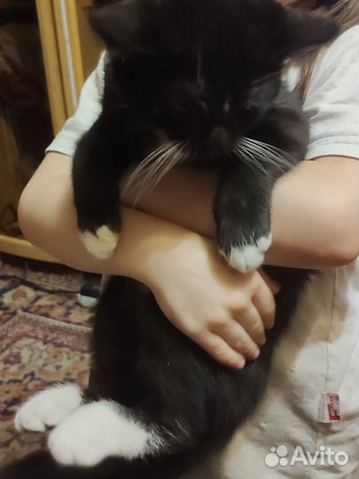 Котик 4 месяца