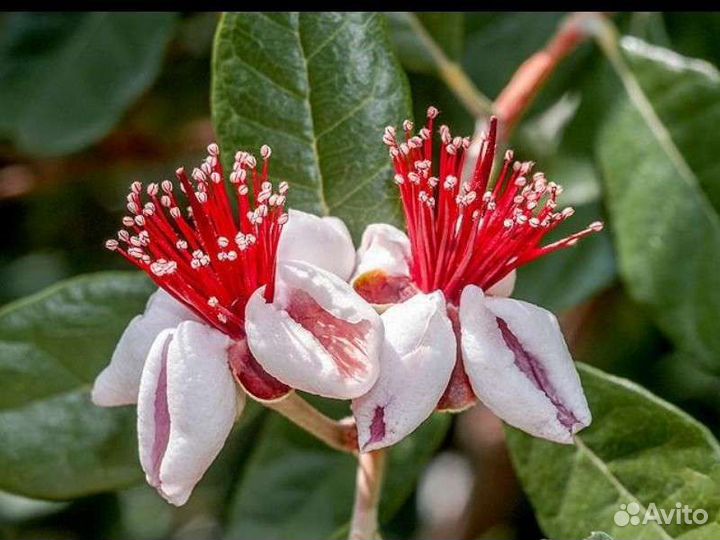 Фейхоа саженцы разные размеры