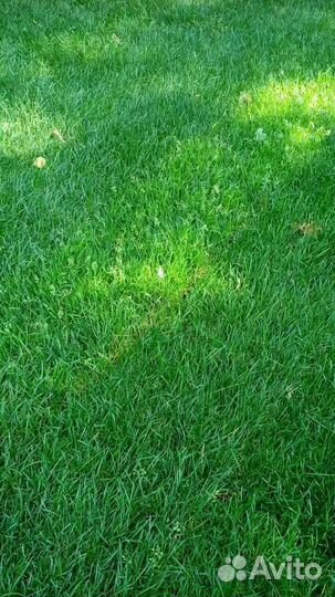 Укладка рулонного газона