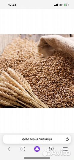 Зерно пшеница ячмень