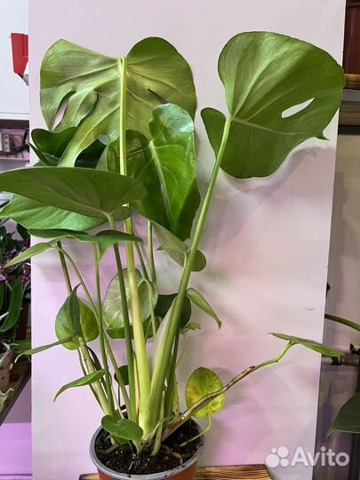 Монстера делициоза 14/60