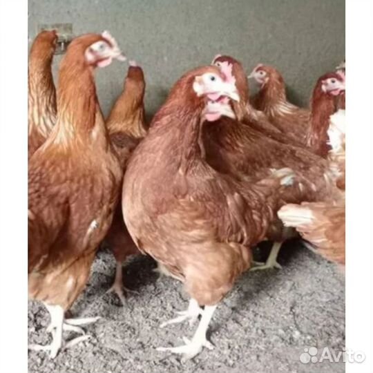 Курочки несушки