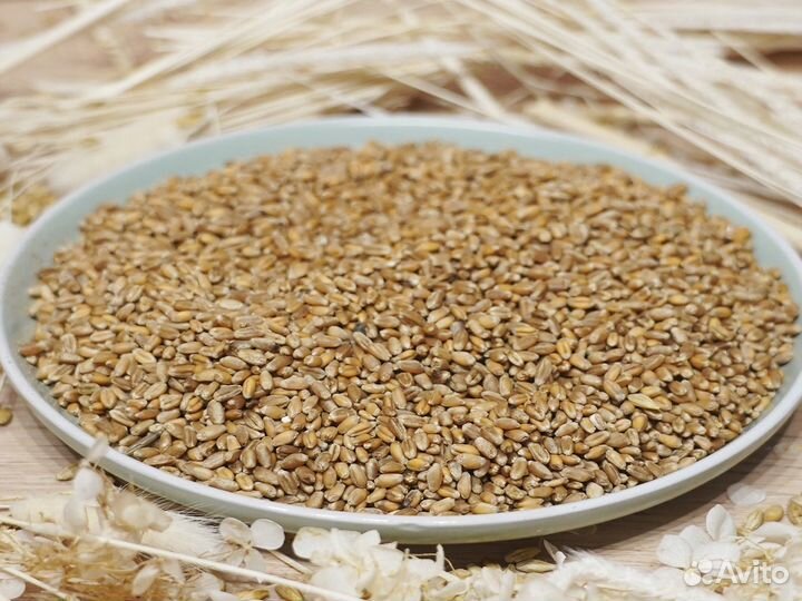 Зерно пшеница ячмень овес кукуруза