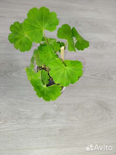 Хойя, пеларгония, валлота, кактусы и суккуленты