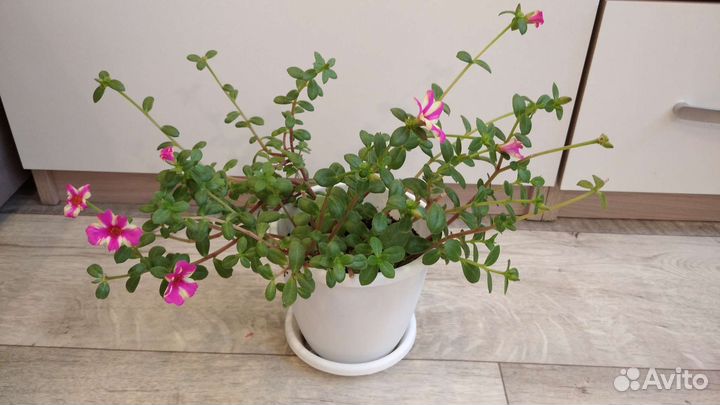 Фиттония, портулак