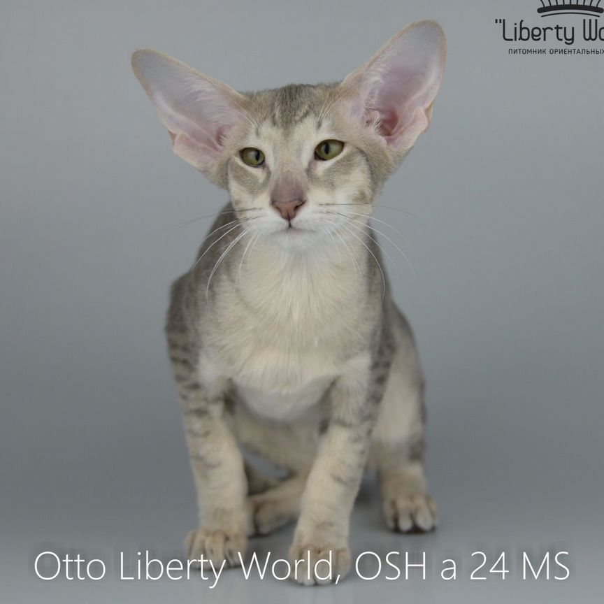 Otto Liberty World, OSH a 24 MS