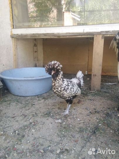 Куры падуаны