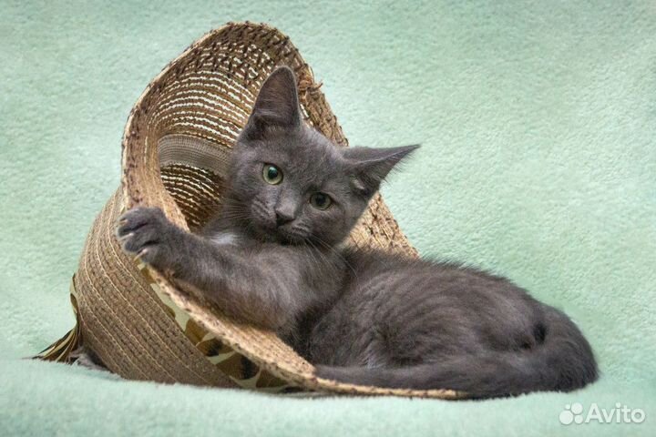 Котенок в добрые руки