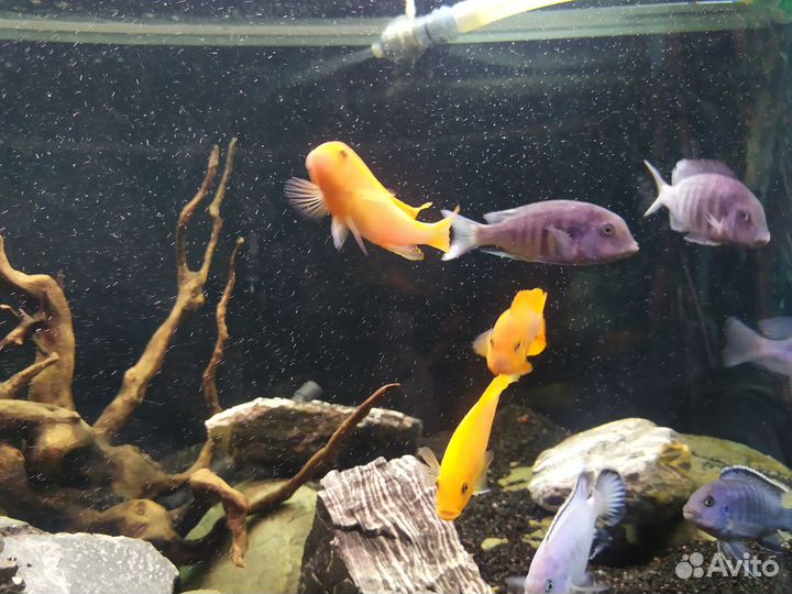 Цихлиды Малави