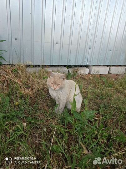 Кошки в добрые руки бесплатно