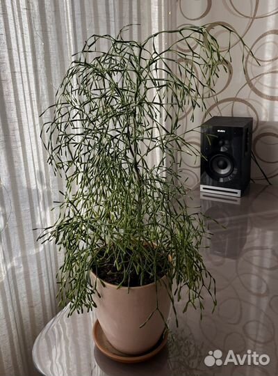 Хатиора кактус