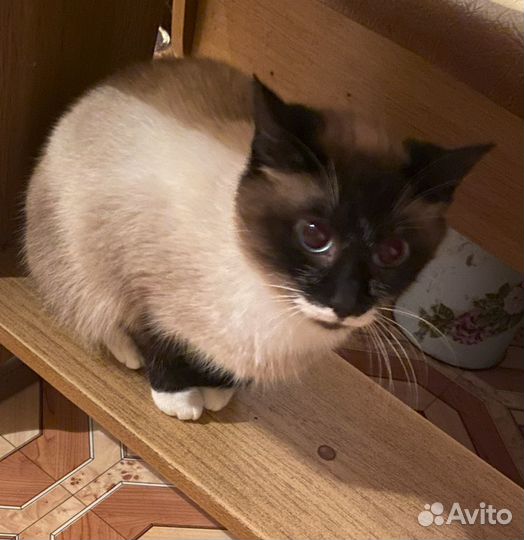Кошечка ищет дом