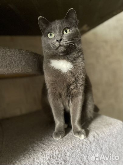 Кошка Буся