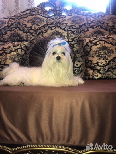 Вязка мальтезе