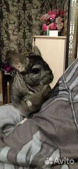 Шиншилла