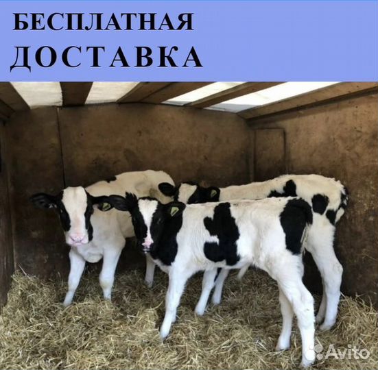 Бычки и телята от месяца