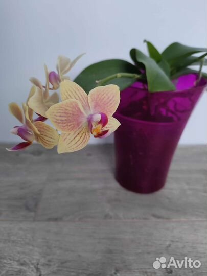 Фаленопсис