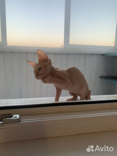 Девочка сфинкс