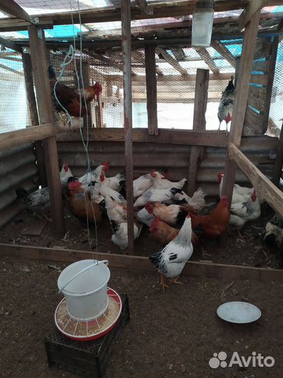 Молодые петушки