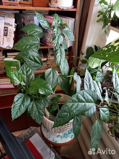 Китайская роза