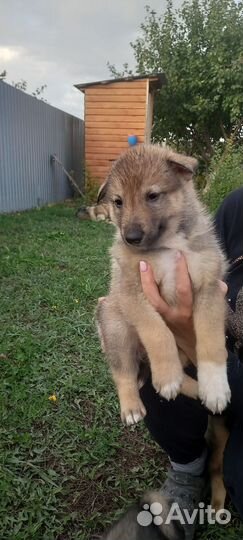 Щенки западно сибирской лайки